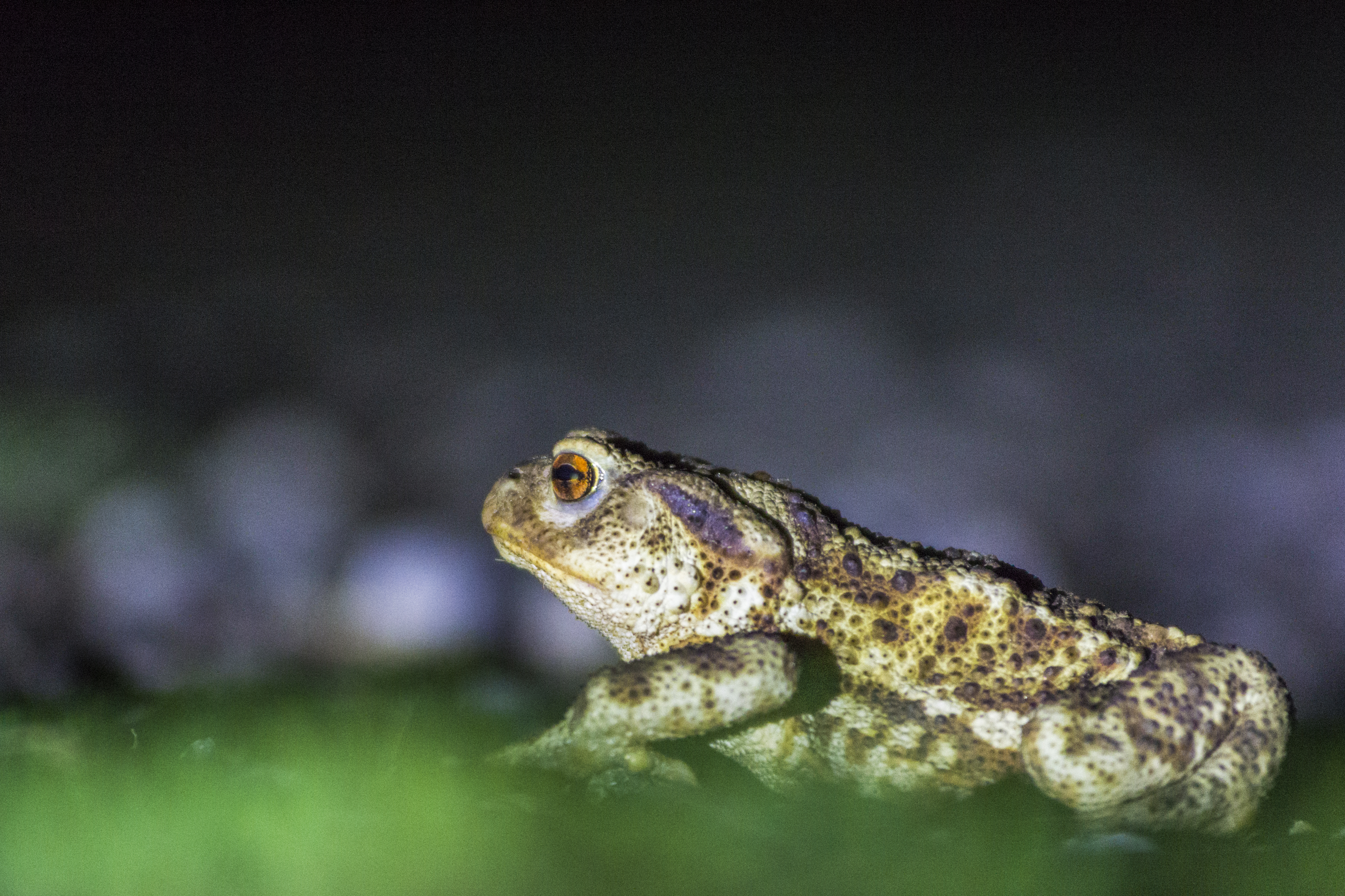 Erdkröte - Bufo bufo - Common toad