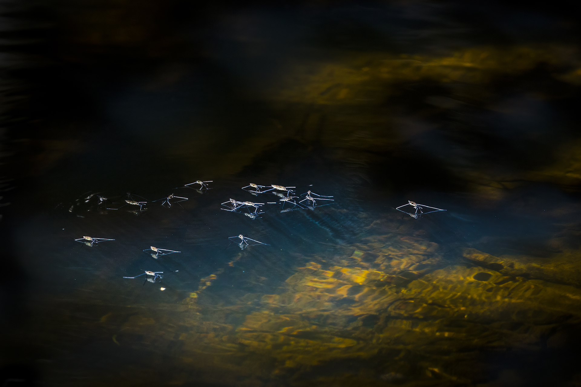 Wasserläufer - Gerridae - Water strider