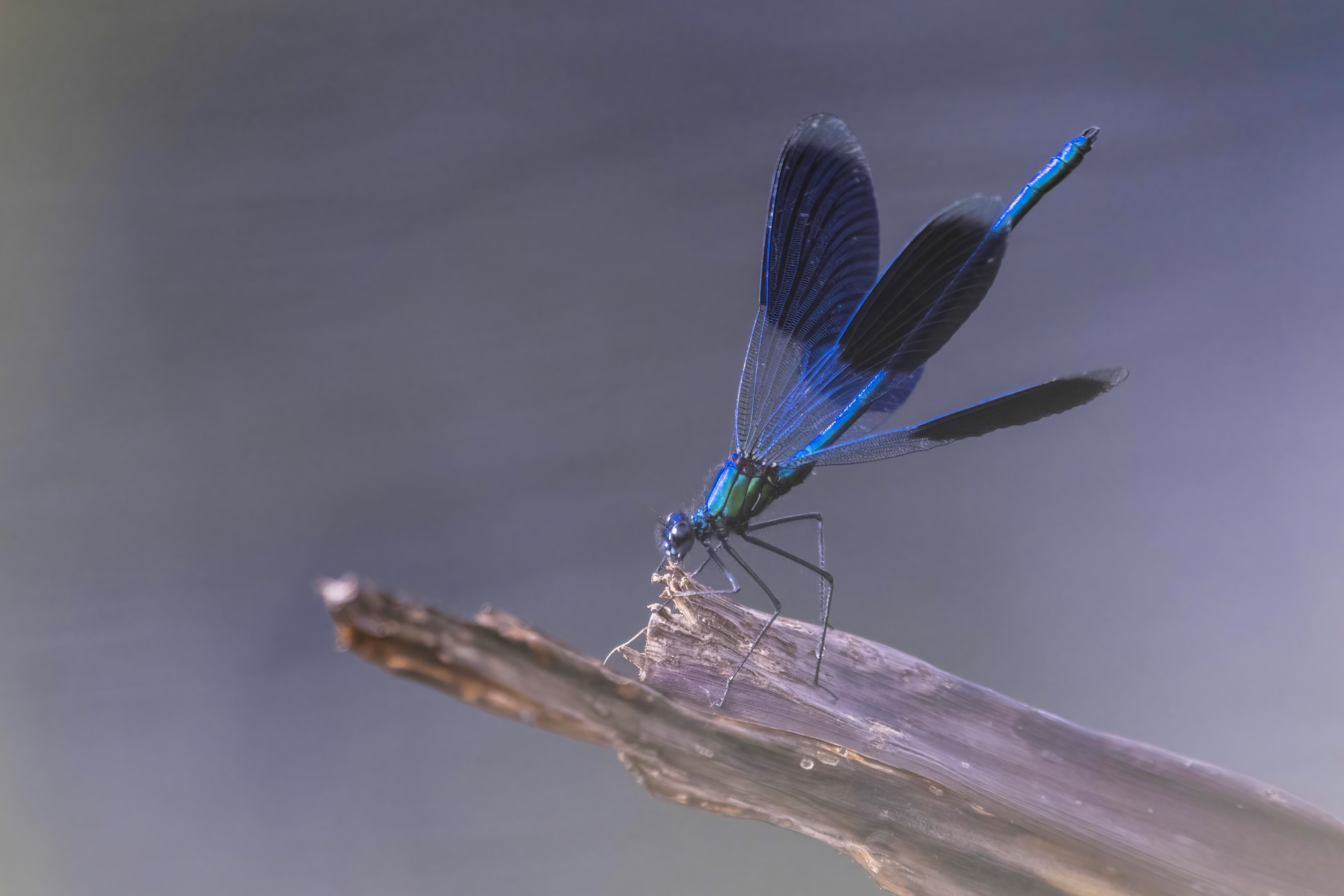 Wasserläufer - Gerridae - Water strider