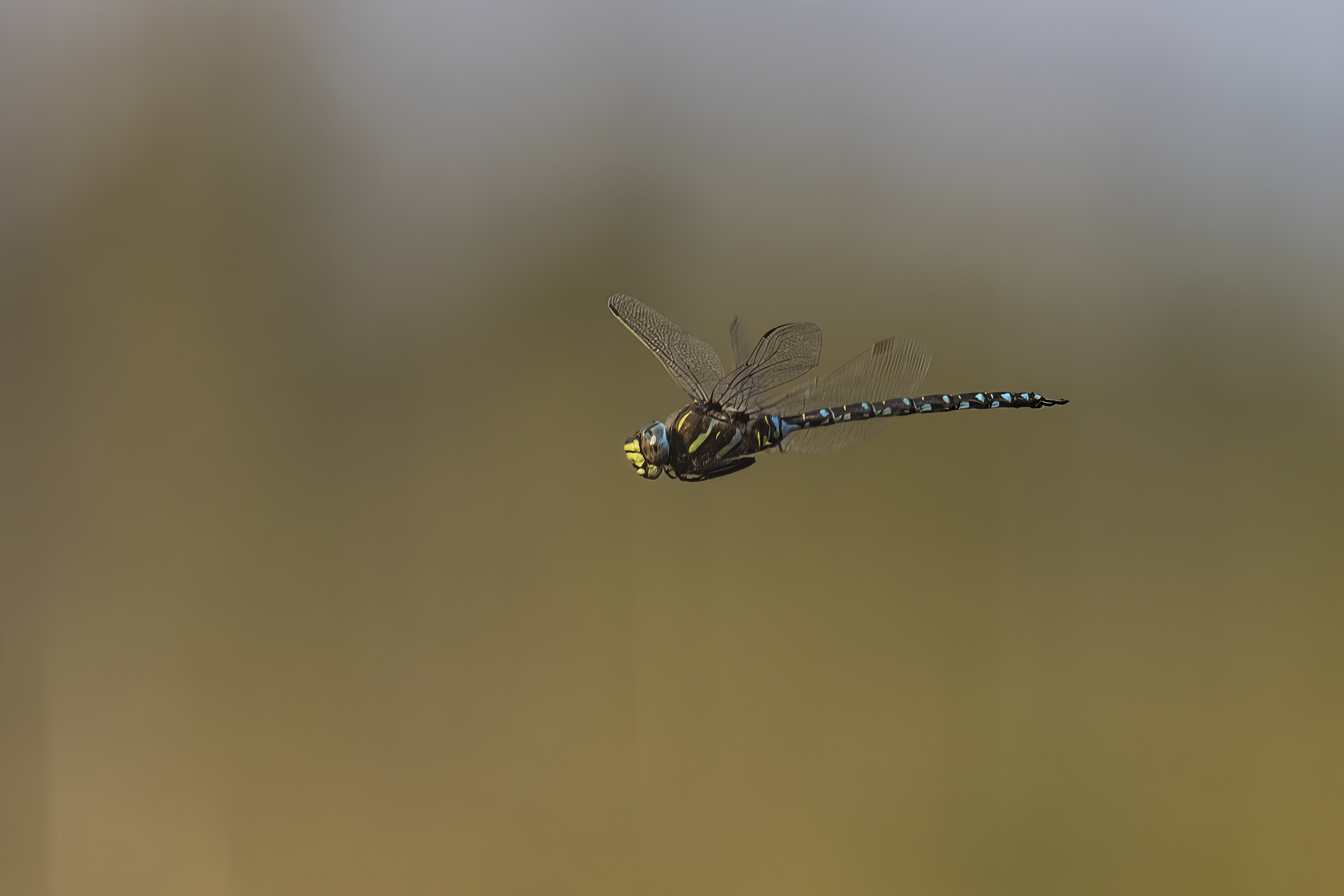 Wasserläufer - Gerridae - Water strider