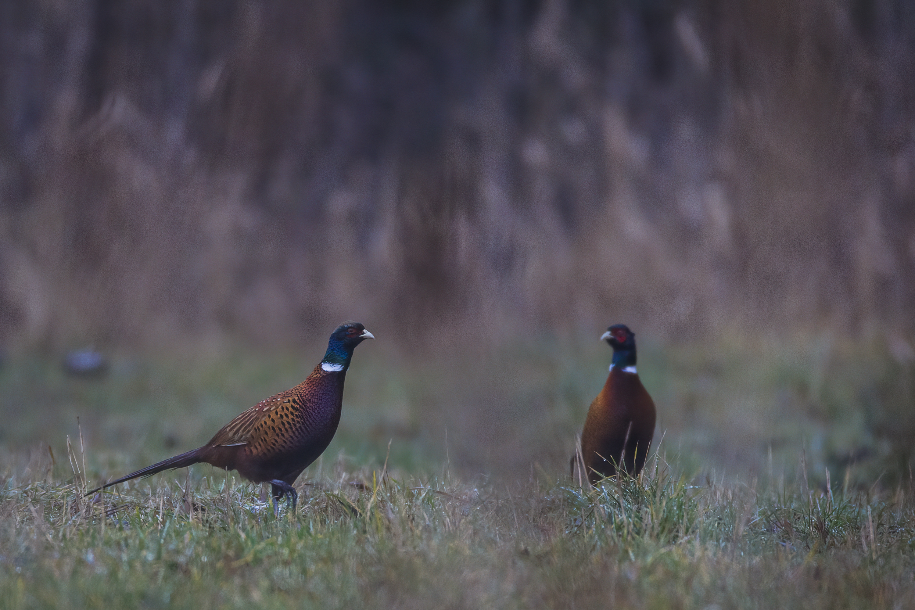 pheasant