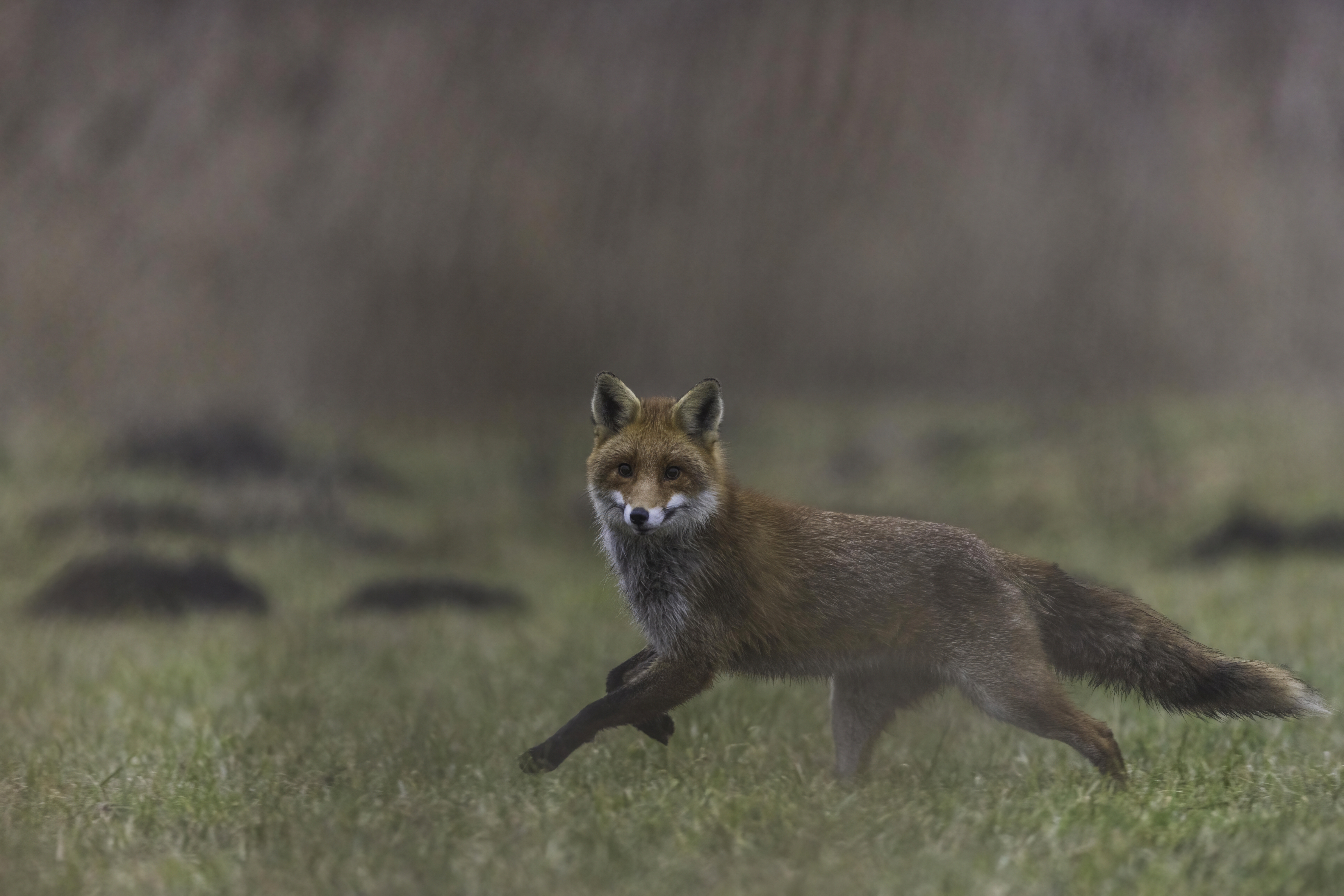 Couple of young red fox