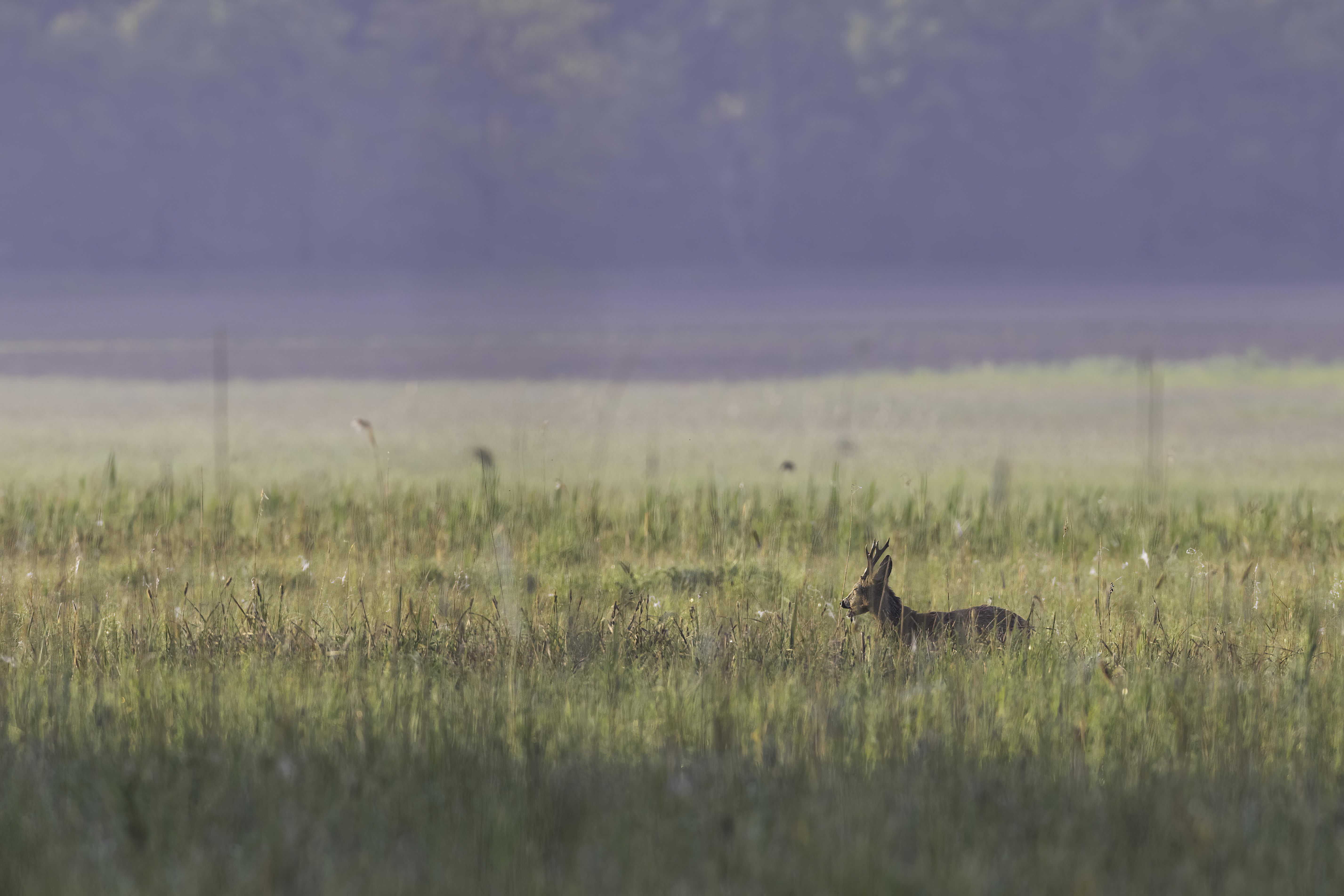 Couple of young red fox