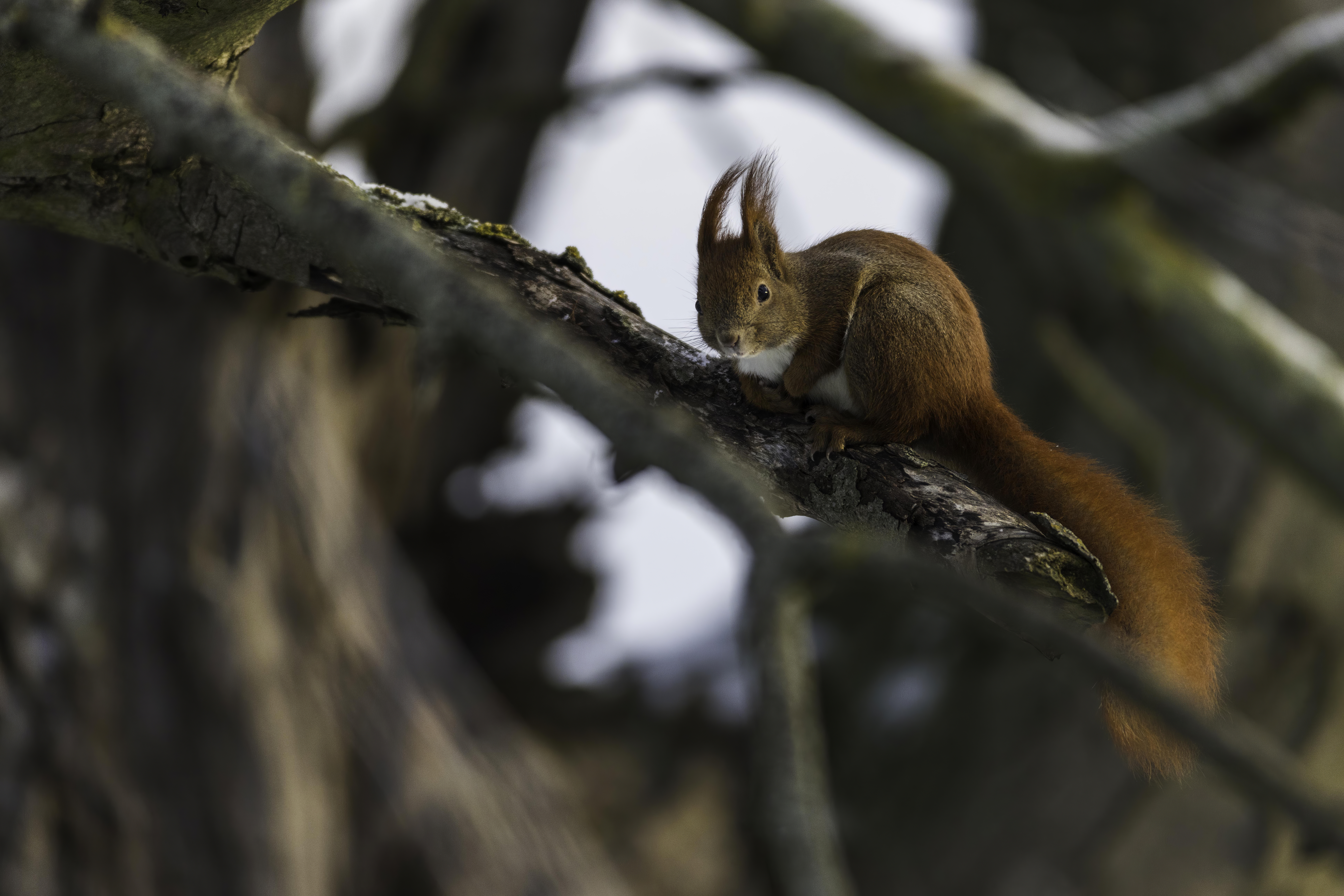 Couple of young red fox