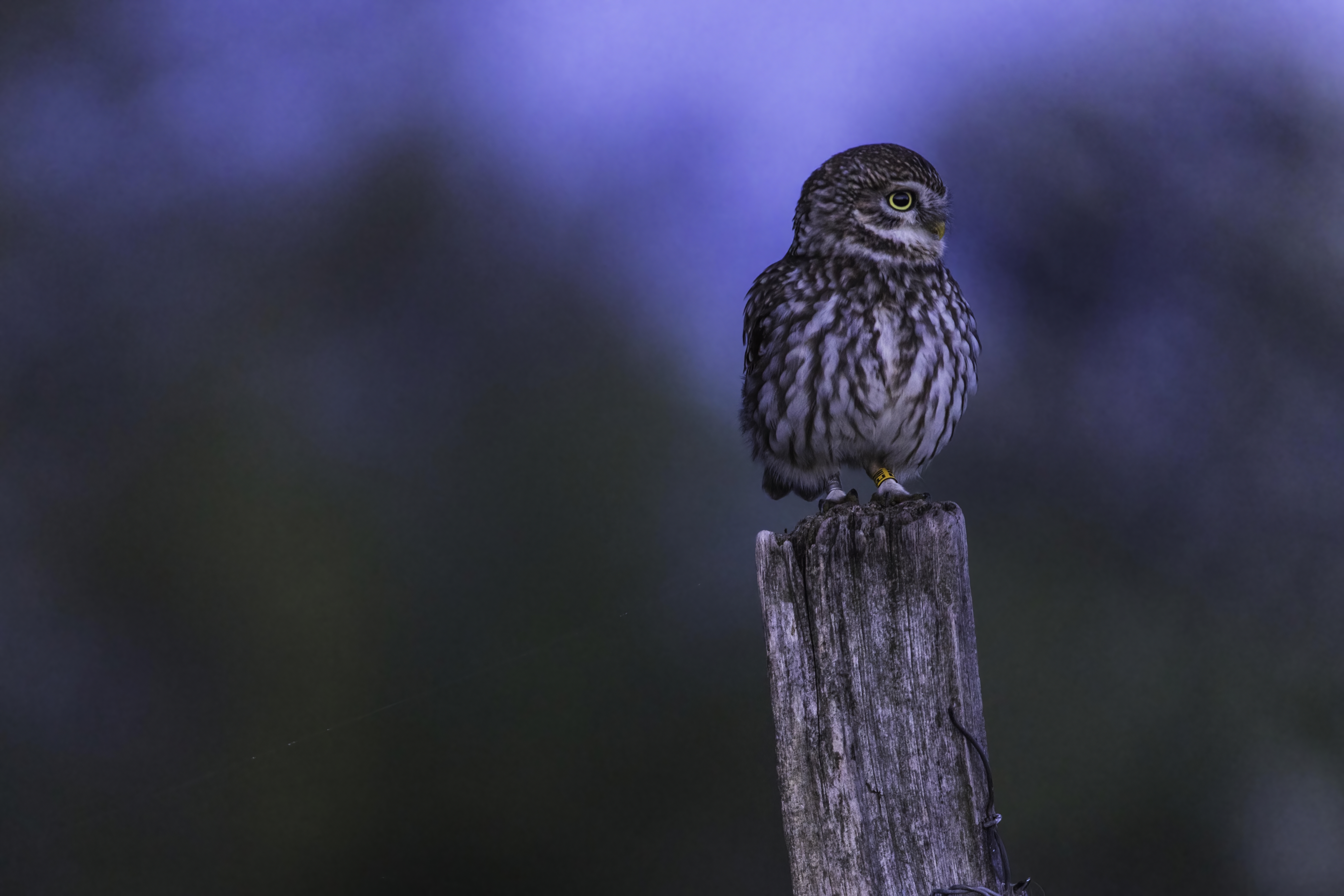 tawny owl