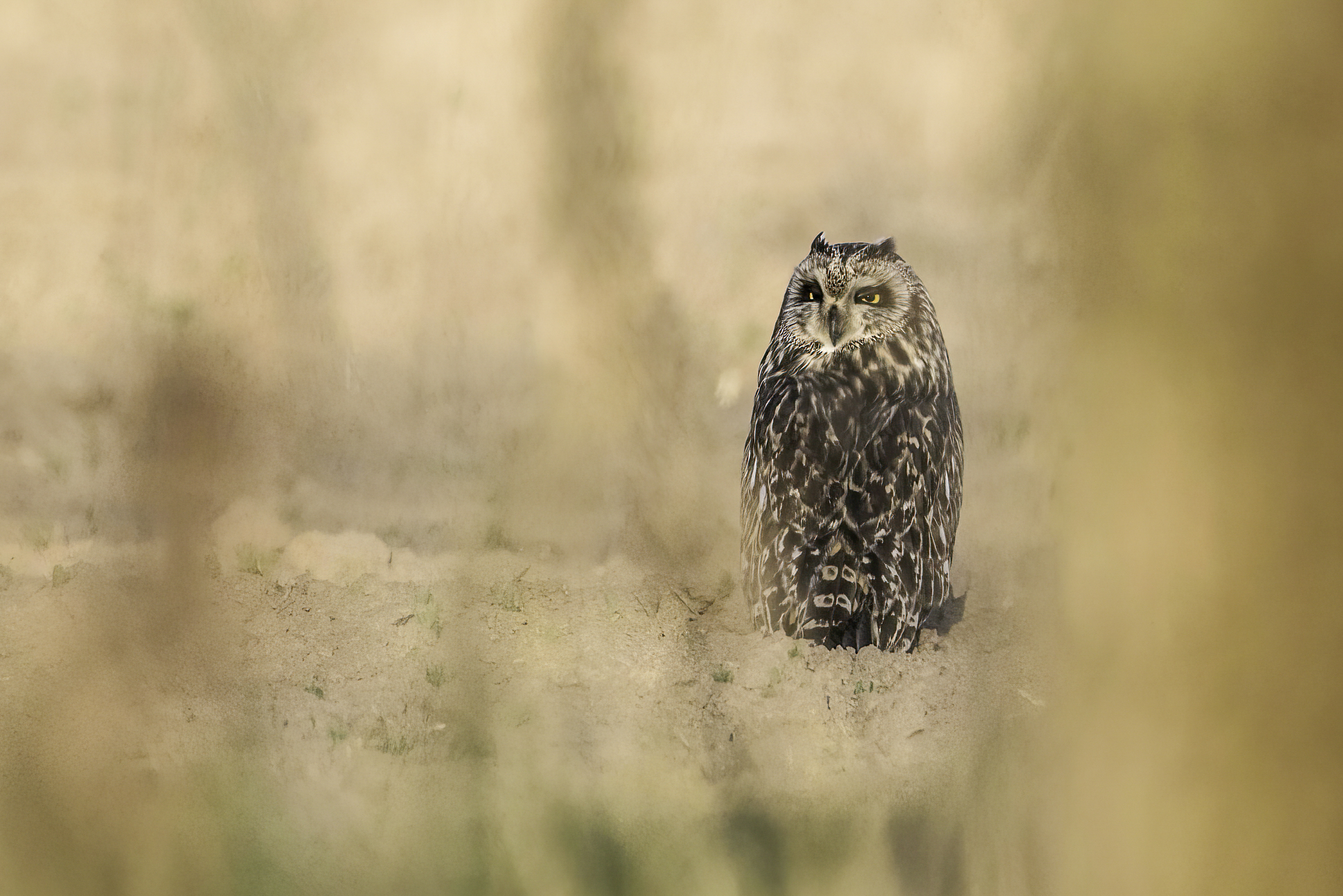 tawny owl