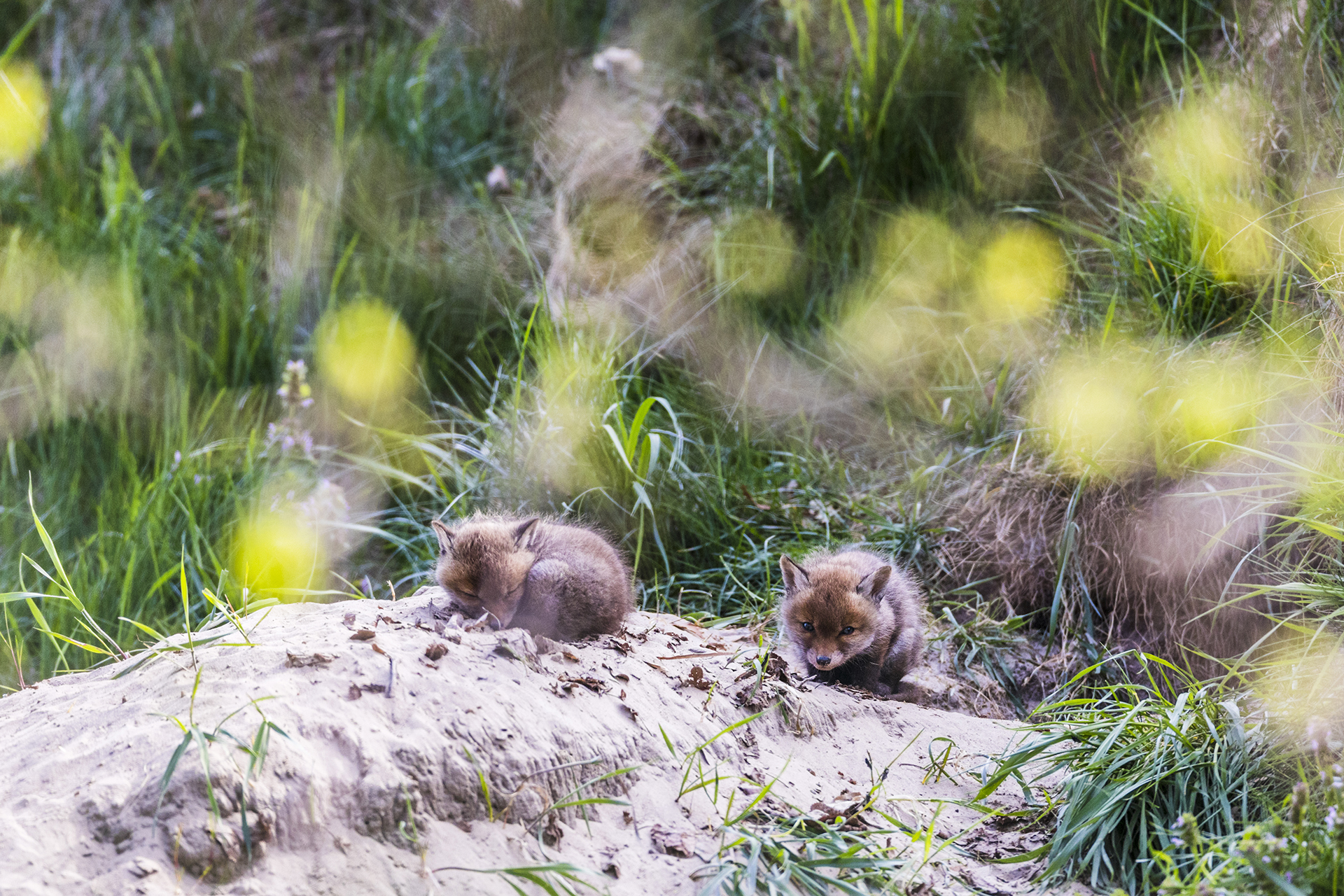 Couple of young red fox