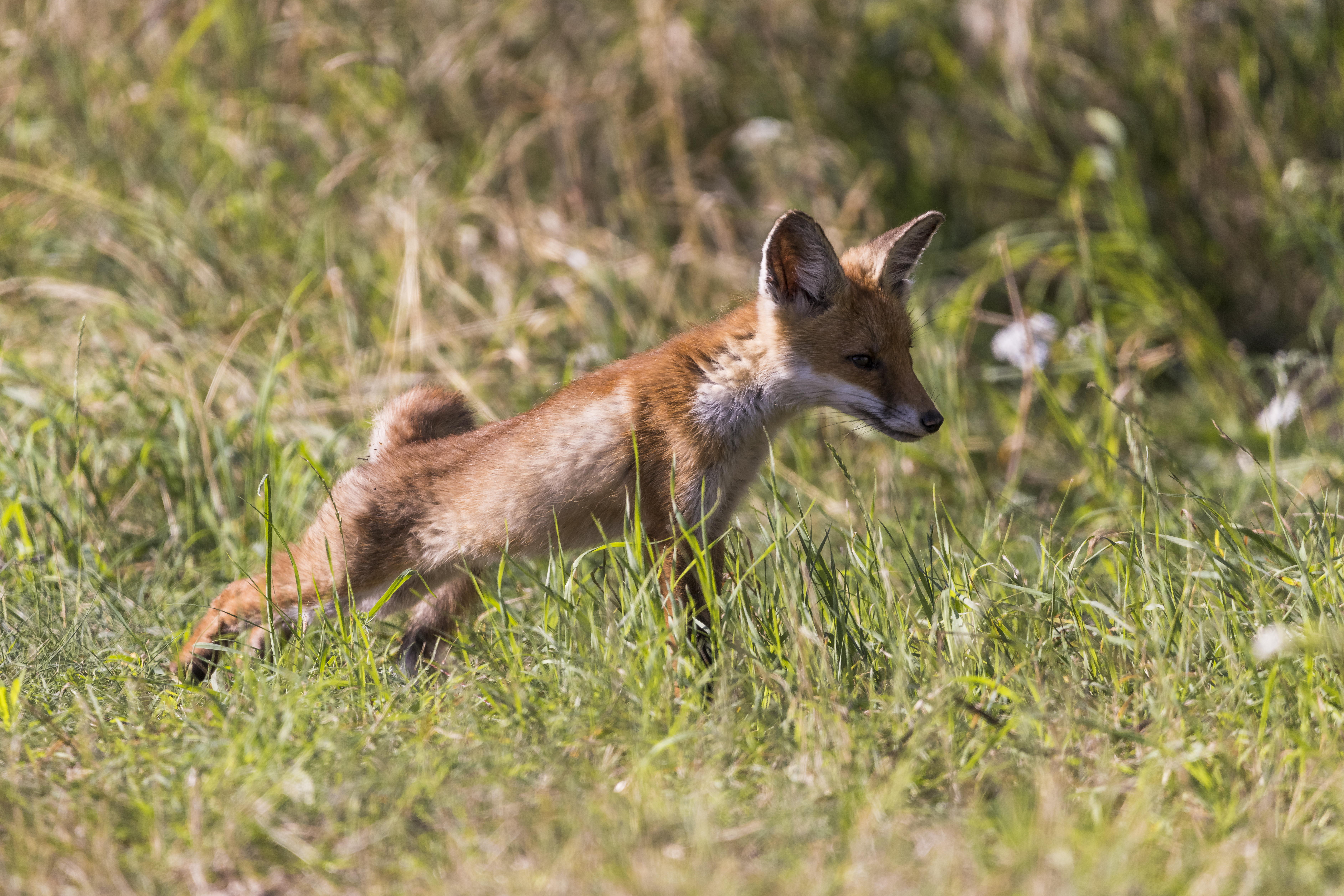 Couple of young red fox