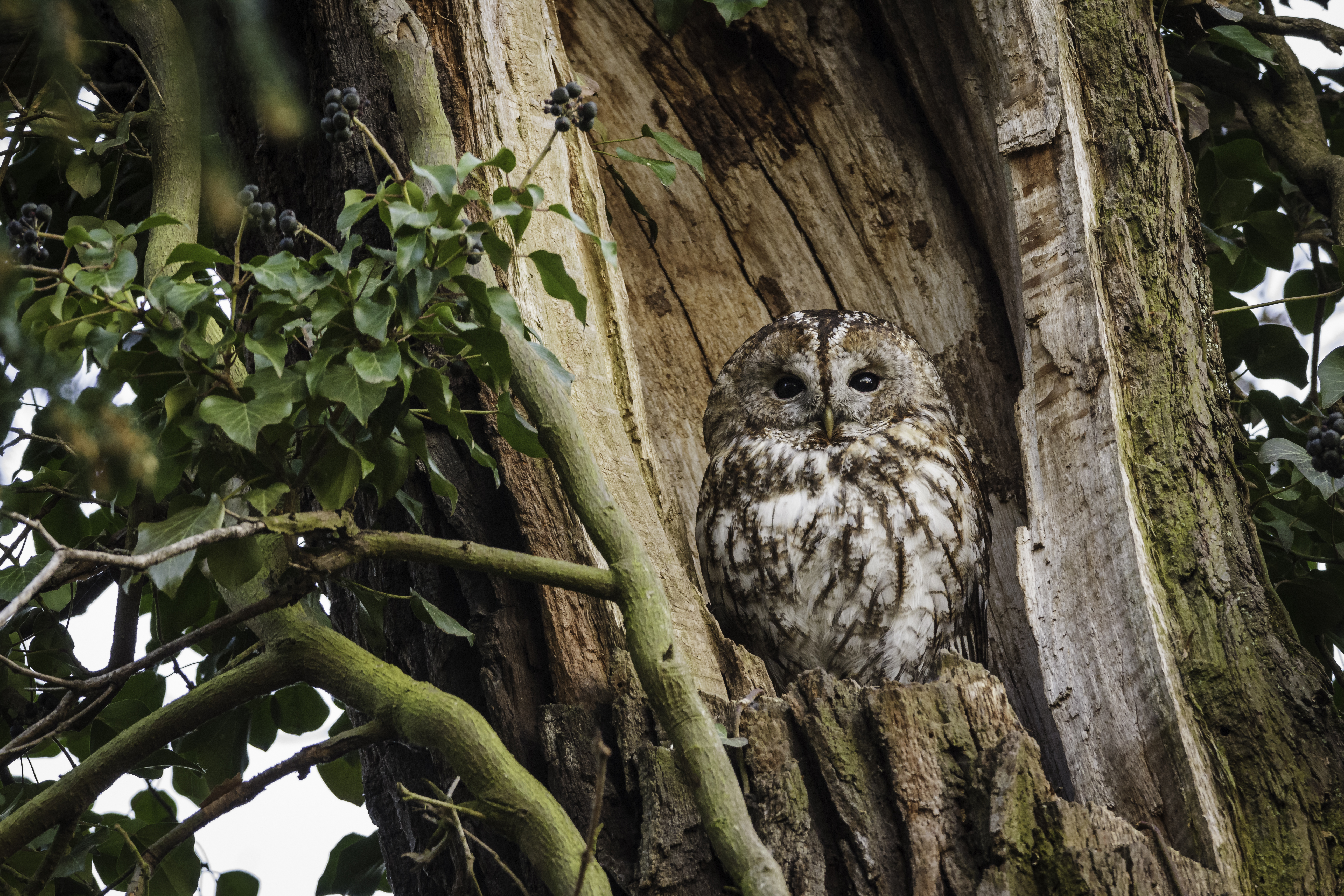 tawny owl